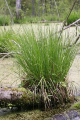 Carex seorsa