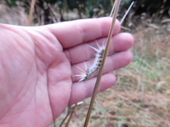 Halysidota ruscheweyhi