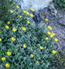 Berkheya coriacea