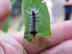 Halysidota ruscheweyhi