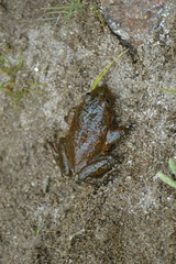 Telmatobius pefauri