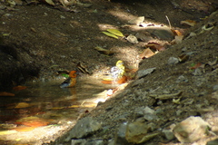 Piranga bidentata flammea