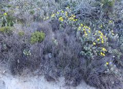 Hypodiscus procurrens