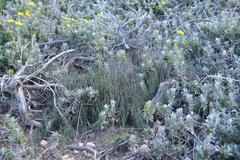 Hypodiscus procurrens