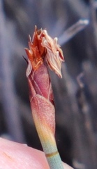 Hypodiscus procurrens