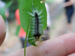 Halysidota ruscheweyhi