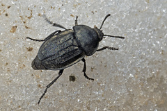 Aclypea undata