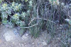 Hypodiscus procurrens