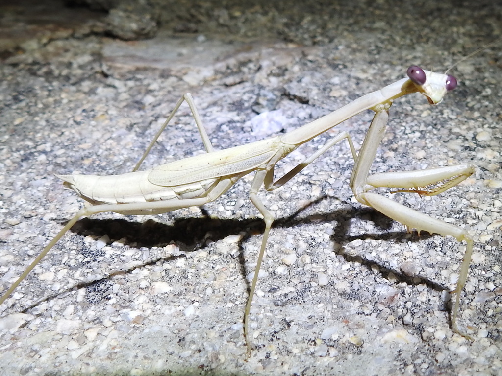Arizona Tan Mantis