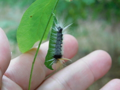 Halysidota ruscheweyhi