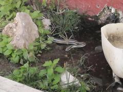 Salvadora lemniscata