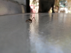 Loxosceles colima