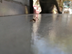 Loxosceles colima