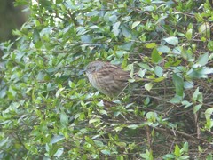 Prunella modularis occidentalis