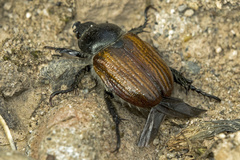 Anisopliina