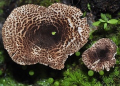 Lepiota brunneoincarnata