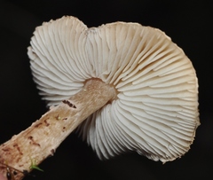 Lepiota brunneoincarnata