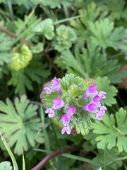 Lamium amplexicaule image