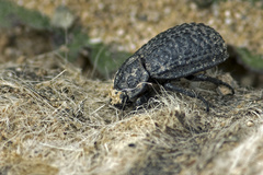 Trox perlatus