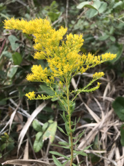 Solidago chapmanii