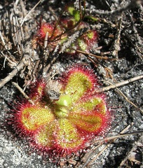 Drosera cuneifolia
