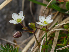 Sabulina verna