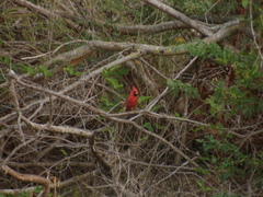 Cardinalis cardinalis mariae
