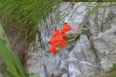 Gladiolus nerineoides
