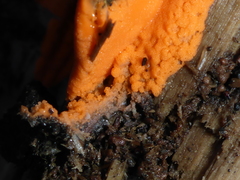 Dictydiaethalium plumbeum