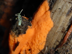 Dictydiaethalium plumbeum