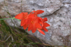 Gladiolus nerineoides