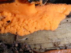 Dictydiaethalium plumbeum