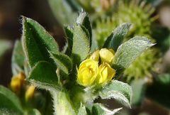 Medicago minima
