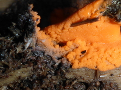 Dictydiaethalium plumbeum