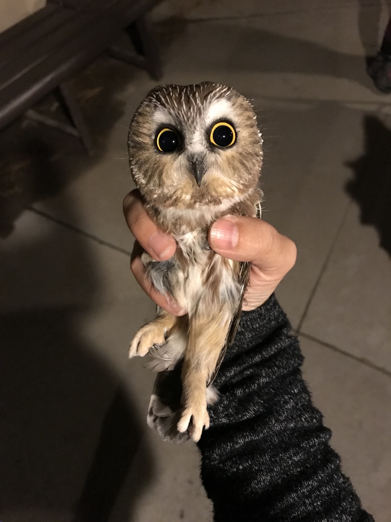 Mainland Northern Saw-whet Owl