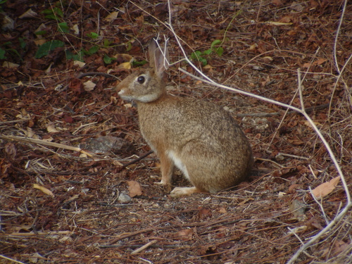 Tres Marías Cottontail