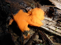 Dictydiaethalium plumbeum