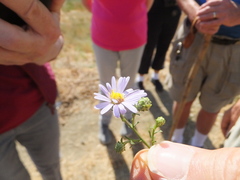 Symphyotrichum lentum