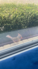 Cardinalis cardinalis