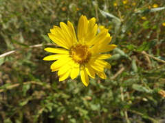 Grindelia stricta angustifolia
