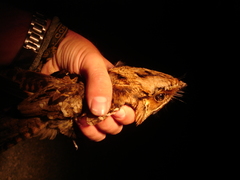 Nyctidromus albicollis insularis