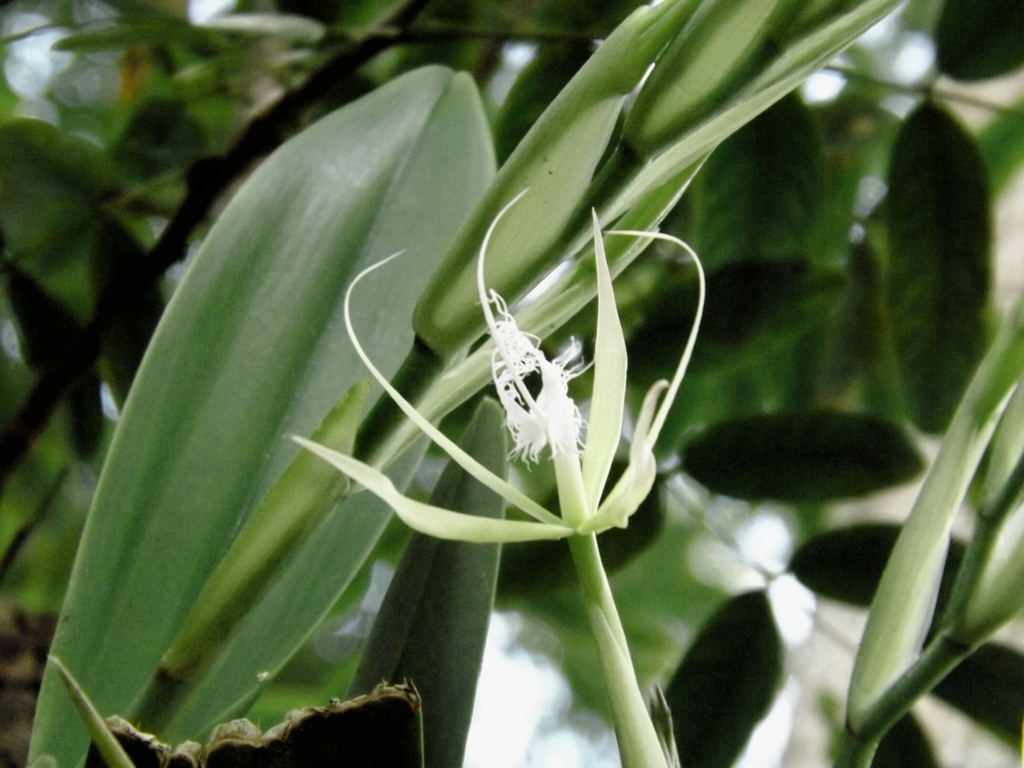 Epidendrum megalemmum Carnevali & G.A.Romero 3