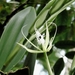Epidendrum ciliare - Photo (c) Damaris Rojas,  זכויות יוצרים חלקיות (CC BY-NC), הועלה על ידי Damaris Rojas