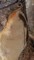 Fungi