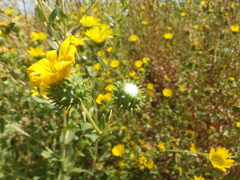 Grindelia stricta angustifolia