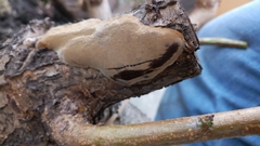 Fungi