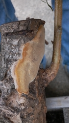 Fungi