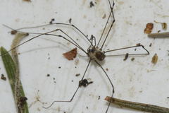 Mitostoma chrysomelas