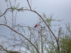 Cardinalis cardinalis mariae