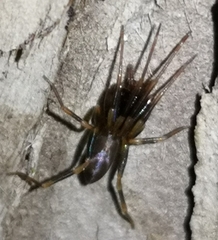 Harpactea hombergi